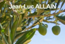 Les olives vertes et amères de Jean-Luc ALLAIN